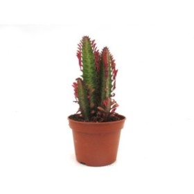 EUPHORBIA  M15 TRIGONA RUBRA