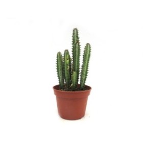 EUPHORBIA  M15 TRIGONA