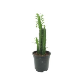 EUPHORBIA  M17 TRIGONA