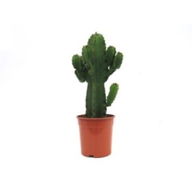 EUPHORBIA  M24 INGENS