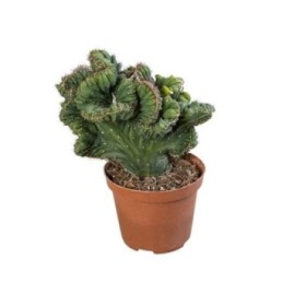 CEREUS CORAL CRESTATUS GREEN M10 H25