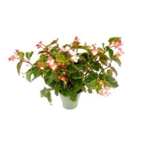 BEGONIA CORAL M19 - VARIEDADES ANTIGUAS