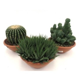 CACTUS M20 MIX TARRINA