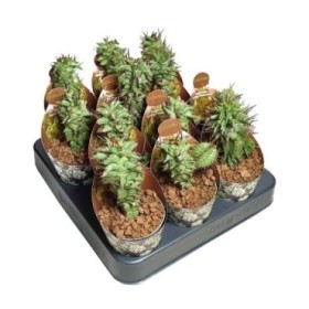 EUPHORBIA HORRIDA M 6 H 8