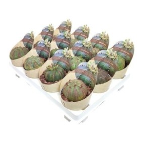 EUPHORBIA OBESA M 6 H 8