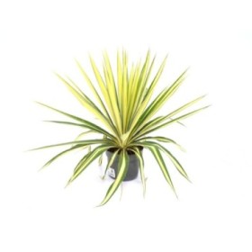 YUCCA FILAMENTOSA M17