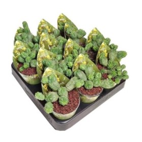 EUPHORBIA PSEUDOGLOBOSA M 6.5 H 8