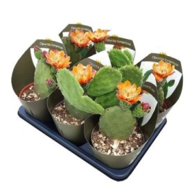 OPUNTIA MIX M14