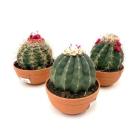 MELOCACTUS M-17