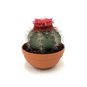 MELOCACTUS M-20