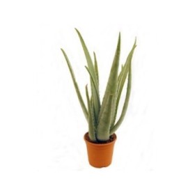 ALOE VERA  M17