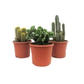 CACTUS   M25 MIX (precio unidad)