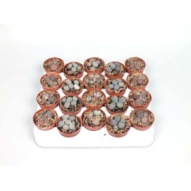 LITHOPS MIX M5.5 Grup