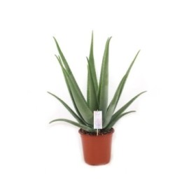 ALOE VERA  M25