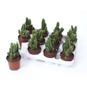 CACTUS ORDINADOR M 9 cereus floridiano (band.x12)