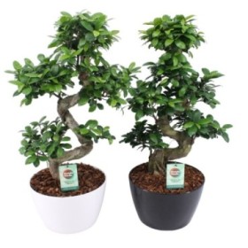 FICUS GINGEIN Ramificat cerammica D28 H75