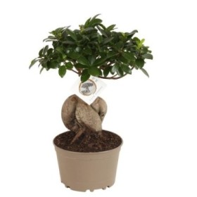 FICUS GINGEIN ramificat M18