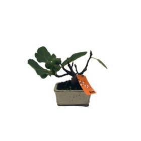 BONSAI  6 AÑOS FICUS CARICA