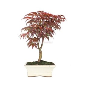 BONSÁI  7 ANYS ACER PALMATUM ATROPURPUREUM