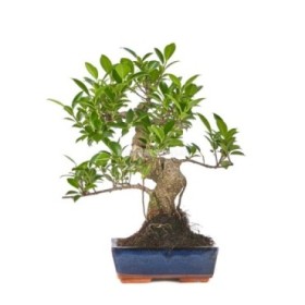 BONSÁI  9 AÑOS FICUS RETUSA