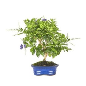 BONSAI  9 ANYS DURANTHA REPENS