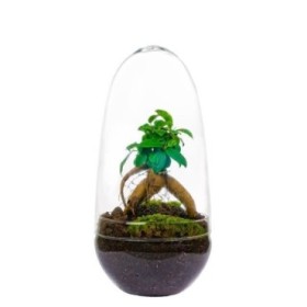 FICUS GINSENG M12 EN CRISTAL