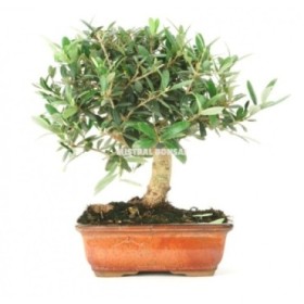 BONSAI 10 AÑOS OLEA EUROPAEA