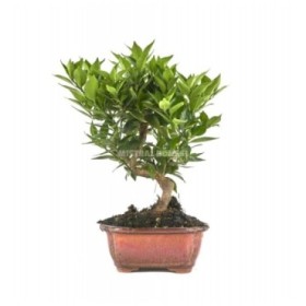 BONSÁI  7 ANYS CITRUS MYRTIFOLIA ZP-b2