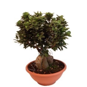 FICUS GINGEIN M35 BOL ROMA