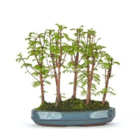 BONSAI 10 AÑOS METASEQUOIA glyptostroboides