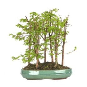 BONSAI 10 AÑOS PSEUDOLARIX amabilis