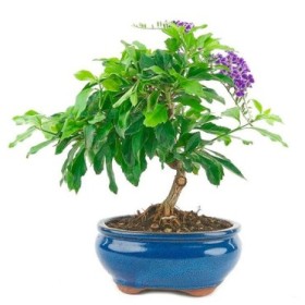 BONSAI  7 ANYS DURANTHA REPENS