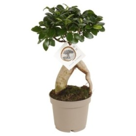 FICUS GINGEIN  M12 ramificado