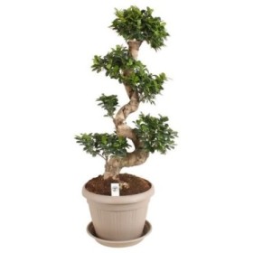 FICUS GINGEIN Ramif. M35 H110