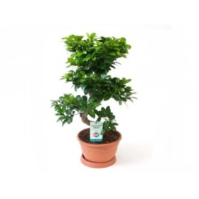 FICUS GINGEIN  M27  H70 tarrina  en S