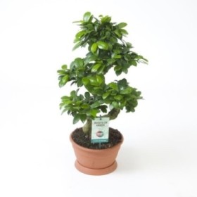 FICUS GINGEIN Ramificat M22 -60cm