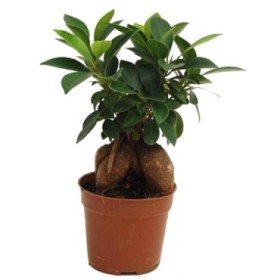 FICUS GINGEIN Ramificat M 9