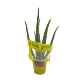 ALOE VERA  M21