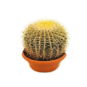 ECHINOCACTUS GRUSONII M25 H25