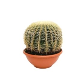 ECHINOCACTUS GRUSONII T30