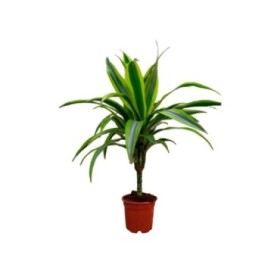 DRACAENA DEREMENSIS MIX TRONC M12 H25