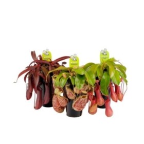 NEPENTHES  M12 MIX