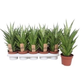 SANSEVIERIA M12 H17 TOUGH LADY