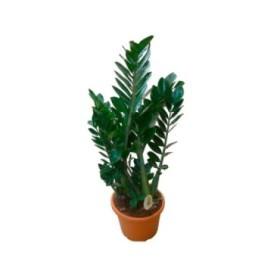 ZAMIOCULCAS  M30-120cm.