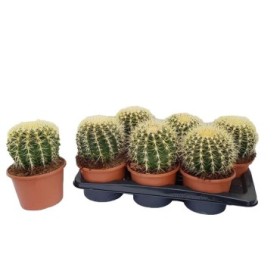 ECHINOCACTUS GRUSONII M17 H20 XXL