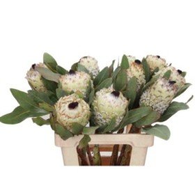 FLOR, PROTEA ICE QUEEN 40cm. x1 tiges