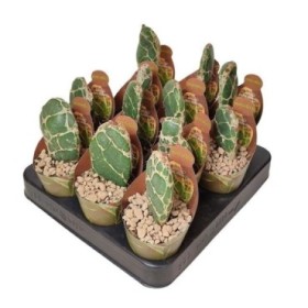 OPUNTIA RETICULATA M 6 Cobra