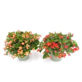 BEGONIA HULA T23