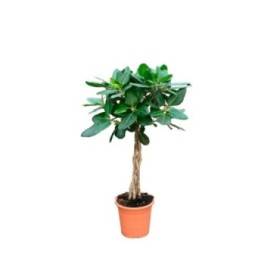 FICUS AUDREY BOLA TRONC TRENAT M25 H110