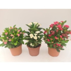 EUPHORBIA  MILII  M17 MIX